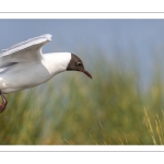 Mouette rieuse (Chroicocephalus ridibundus - Black-headed Gull)