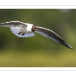 Mouette rieuse (Chroicocephalus ridibundus - Black-headed Gull)