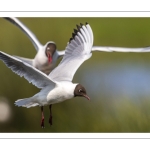 Mouette rieuse (Chroicocephalus ridibundus - Black-headed Gull)