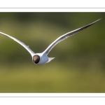 Mouette rieuse (Chroicocephalus ridibundus - Black-headed Gull)