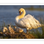 Cygne tuberculé (Cygnus olor - Mute Swan)