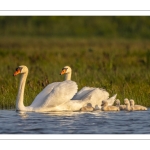 Cygne tuberculé (Cygnus olor - Mute Swan)