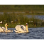 Cygne tuberculé (Cygnus olor - Mute Swan)