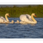 Cygne tuberculé (Cygnus olor - Mute Swan)