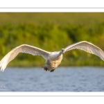 Cygne tuberculé (Cygnus olor - Mute Swan)