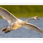 Cygne tuberculé (Cygnus olor - Mute Swan)