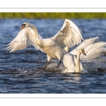 Cygne tuberculé (Cygnus olor - Mute Swan)