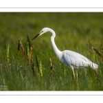 Grande Aigrette (Ardea alba - Great Egret)