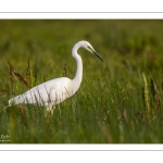 Grande Aigrette (Ardea alba - Great Egret)