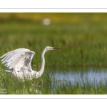 Grande Aigrette (Ardea alba - Great Egret)