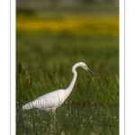 Grande Aigrette (Ardea alba - Great Egret)