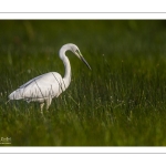 Grande Aigrette (Ardea alba - Great Egret)