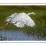 Grande Aigrette (Ardea alba - Great Egret)