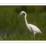 Grande Aigrette (Ardea alba - Great Egret)