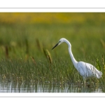 Grande Aigrette (Ardea alba - Great Egret)