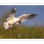 Mouette rieuse (Chroicocephalus ridibundus - Black-headed Gull)