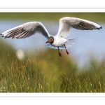 Mouette rieuse (Chroicocephalus ridibundus - Black-headed Gull)