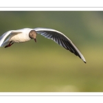 Mouette rieuse (Chroicocephalus ridibundus - Black-headed Gull)