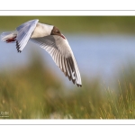 Mouette rieuse (Chroicocephalus ridibundus - Black-headed Gull)