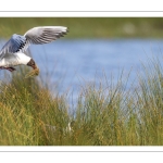 Mouette rieuse (Chroicocephalus ridibundus - Black-headed Gull)