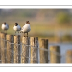 Mouette rieuse (Chroicocephalus ridibundus - Black-headed Gull)