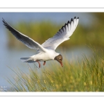 Mouette rieuse (Chroicocephalus ridibundus - Black-headed Gull)