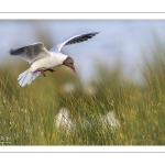 Mouette rieuse (Chroicocephalus ridibundus - Black-headed Gull)