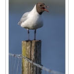 Mouette rieuse (Chroicocephalus ridibundus - Black-headed Gull)