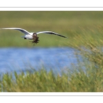 Mouette rieuse (Chroicocephalus ridibundus - Black-headed Gull)