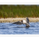 Mouette rieuse (Chroicocephalus ridibundus - Black-headed Gull)