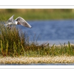 Mouette rieuse (Chroicocephalus ridibundus - Black-headed Gull)