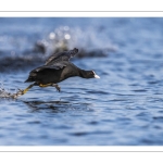 Foulque macroule (Fulica atra - Eurasian Coot)