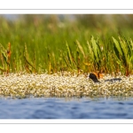 Foulque macroule (Fulica atra - Eurasian Coot)