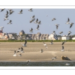 Phoque solitaire le long du chenal de la Somme