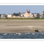 Phoque solitaire le long du chenal de la Somme