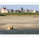 Phoque solitaire le long du chenal de la Somme