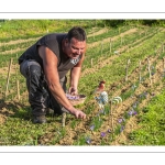 La récolte du Safran chez Fabrice Houdant, "Safran du Scardon", à Saint-Riquier - https://www.facebook.com/safranduscardon