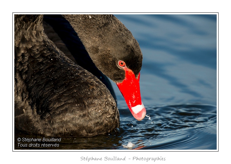 Cygne noir (Cygnus atratus - Black Swan) en train de manger des plantes aquatiques pour se nourrir.  - Saison : Automne - Lieu : Marais du Crotoy, Le Crotoy, Baie de Somme, Somme, Picardie, France
