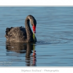 Cygne noir (Cygnus atratus - Black Swan) en train de manger des plantes aquatiques pour se nourrir.  - Saison : Automne - Lieu : Marais du Crotoy, Le Crotoy, Baie de Somme, Somme, Picardie, France