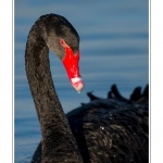 Cygne noir (Cygnus atratus - Black Swan) - Saison : Automne - Lieu : Marais du Crotoy, Le Crotoy, Baie de Somme, Somme, Picardie, France