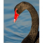 Cygne noir (Cygnus atratus - Black Swan) - Saison : Automne - Lieu : Marais du Crotoy, Le Crotoy, Baie de Somme, Somme, Picardie, France