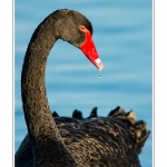 Cygne noir (Cygnus atratus - Black Swan) - Saison : Automne - Lieu : Marais du Crotoy, Le Crotoy, Baie de Somme, Somme, Picardie, France