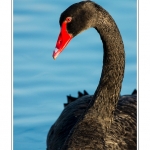 Cygne noir (Cygnus atratus - Black Swan) - Saison : Automne - Lieu : Marais du Crotoy, Le Crotoy, Baie de Somme, Somme, Picardie, France