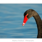 Cygne noir (Cygnus atratus - Black Swan) - Saison : Automne - Lieu : Marais du Crotoy, Le Crotoy, Baie de Somme, Somme, Picardie, France