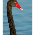 Cygne noir (Cygnus atratus - Black Swan) - Saison : Automne - Lieu : Marais du Crotoy, Le Crotoy, Baie de Somme, Somme, Picardie, France