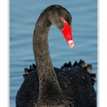 Cygne noir (Cygnus atratus - Black Swan) - Saison : Automne - Lieu : Marais du Crotoy, Le Crotoy, Baie de Somme, Somme, Picardie, France