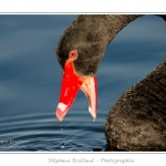 Cygne noir (Cygnus atratus - Black Swan) en train de manger des plantes aquatiques pour se nourrir.  - Saison : Automne - Lieu : Marais du Crotoy, Le Crotoy, Baie de Somme, Somme, Picardie, France