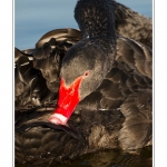 Cygne noir (Cygnus atratus - Black Swan) en train de nettoyer ses plumes (toilettage du plumage) - Saison : Automne - Lieu : Marais du Crotoy, Le Crotoy, Baie de Somme, Somme, Picardie, France