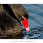 Cygne noir (Cygnus atratus - Black Swan) en train de manger des plantes aquatiques pour se nourrir.  - Saison : Automne - Lieu : Marais du Crotoy, Le Crotoy, Baie de Somme, Somme, Picardie, France