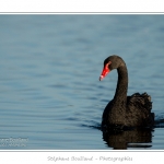 Cygne noir (Cygnus atratus - Black Swan) - Saison : Automne - Lieu : Marais du Crotoy, Le Crotoy, Baie de Somme, Somme, Picardie, France